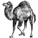 perl语言入门.perl正则表达式,perl数组